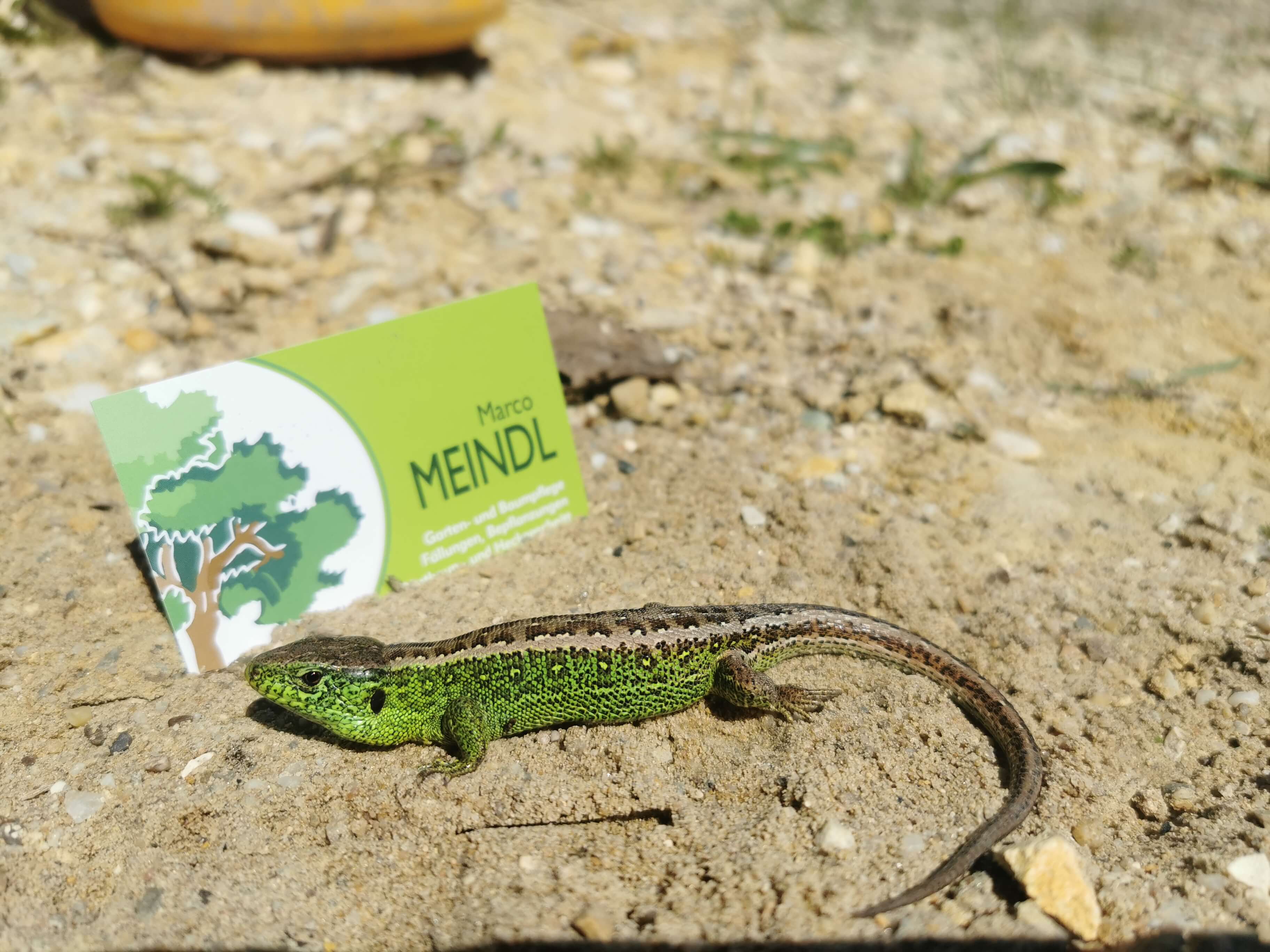 Eidechse und Visitenkarte