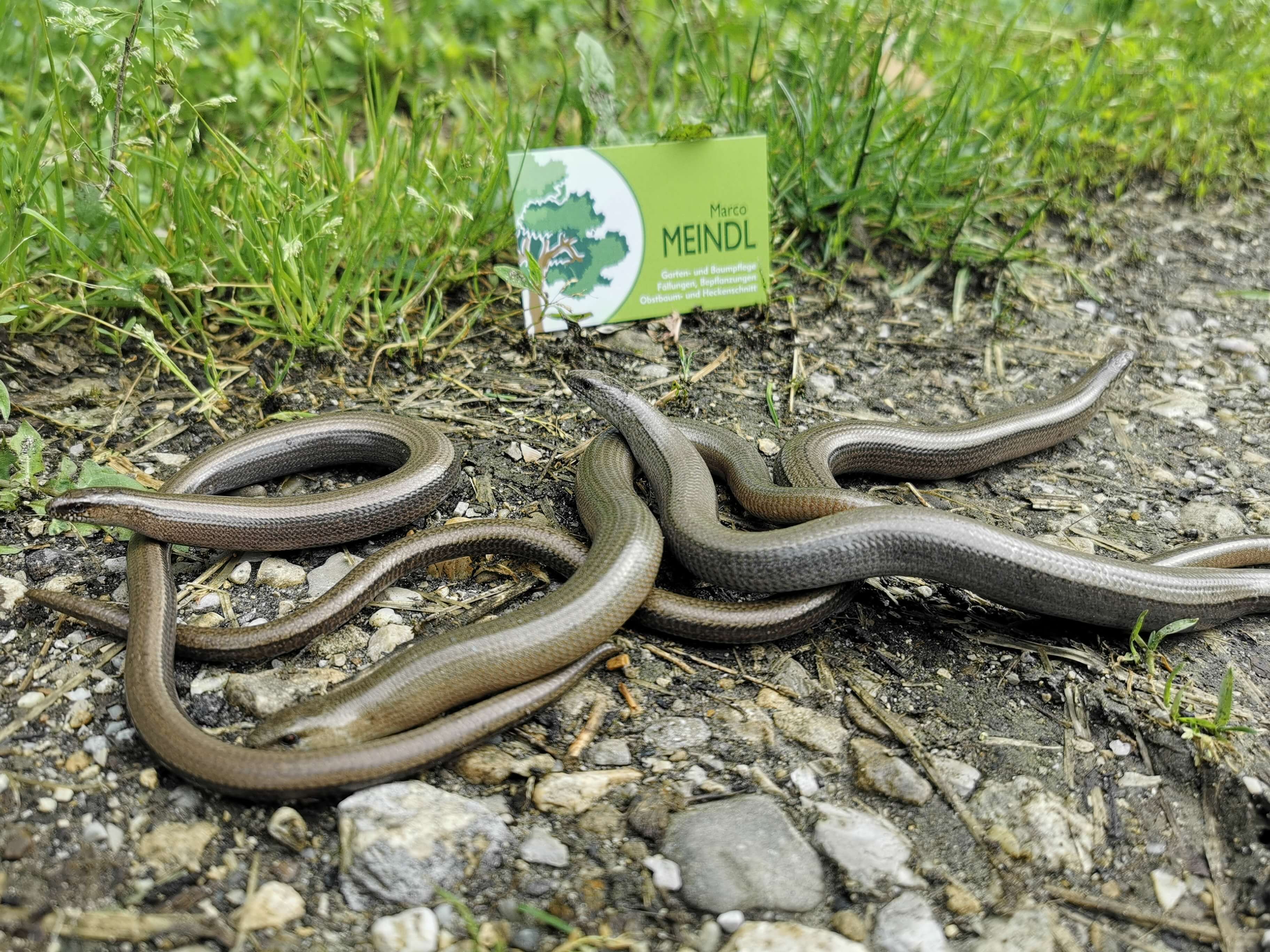 Viele Blindschleichen und Marcos Visitenkarte