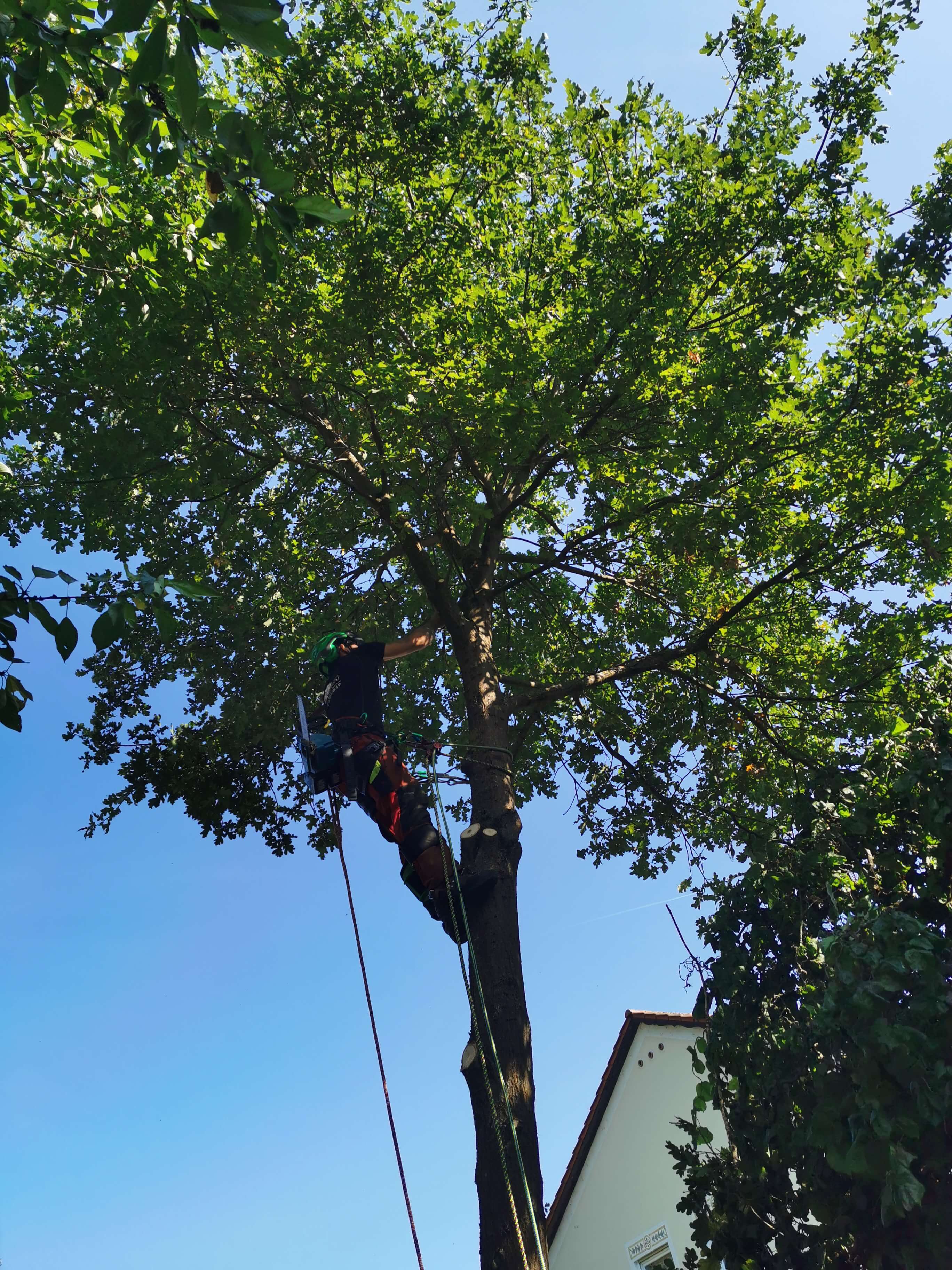 Marco Meindl hängt im Baum